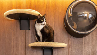 דירה לשוטר רווק, עיצוב: דותן ויסמין כהן