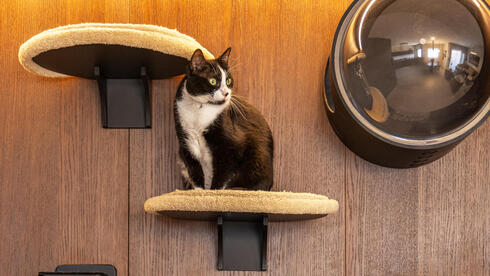 דירה לשוטר רווק, עיצוב: דותן ויסמין כהן