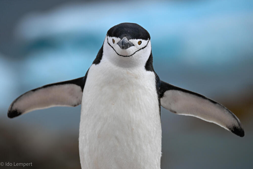 Photo: Ido Lempert לא קשה להבין מדוע שמו של הפינגווין הזה הוא פינגווין רצועת הסנטר