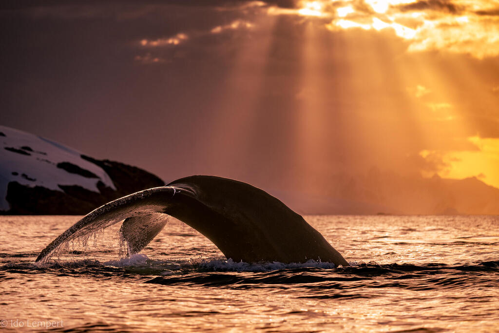 Photo: Ido Lempert לווייתן גדול סנפיר מניף את זנבו האדיר בצלילה בשעת שקיעה