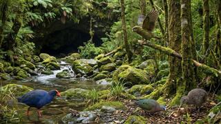 הדמיית עולם החי של ניו זינלד בפתח המערה ליד וואיטומו