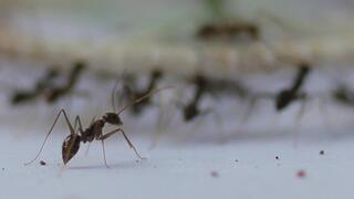 הנמלה "הפציפיסטית" שתיכנע ללא קרב