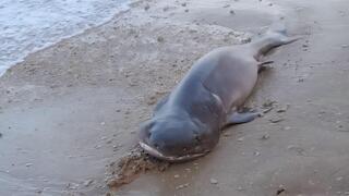 כריש שש-זים אפור בחוף שושנת העמקים בנתניה