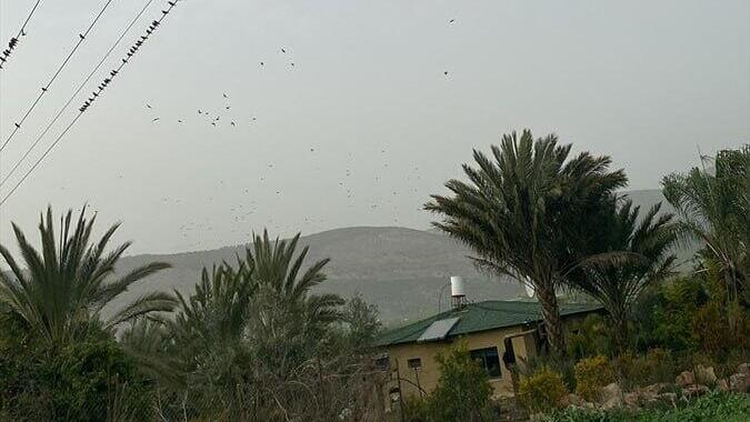 להקת זרזיר בבקעת נטופה