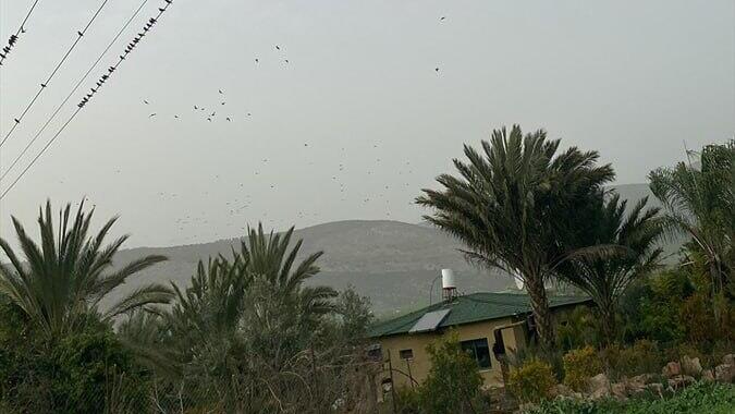 להקת זרזיר בבקעת נטופה