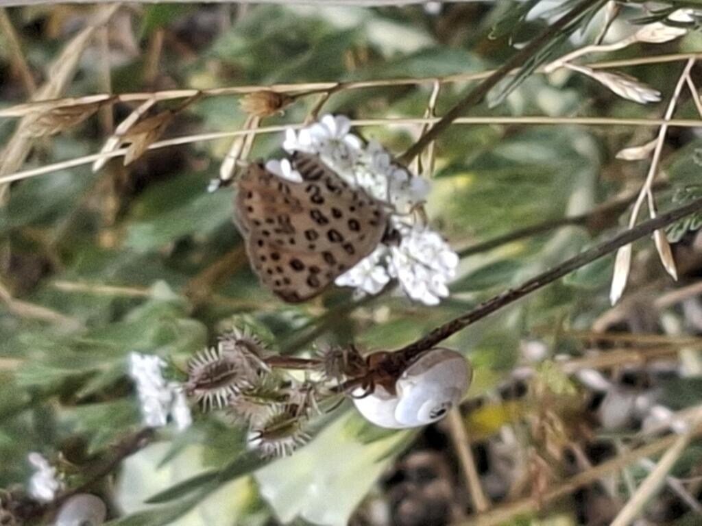 נחושתן נמלים גלילי