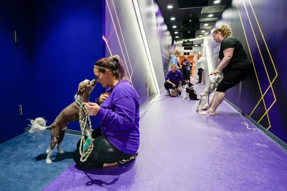 Amy Gilmer, left, and her Chinese crested, Surfer Dude, wait backstage at Arthur Ashe stadium before competing in the agility preliminaries during the 147th Westminster Kennel Club Dog show 
