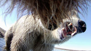 אינטראקציה בין שני דובי גריזלי במחוז נורת' סלופ באלסקה