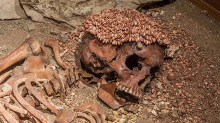 שרידי השלד של הנער שזכה לכינוי "הנסיך", במערה בליגוריה שבצפון איטליה, עם מעטה הקונכיות על הגולגולת