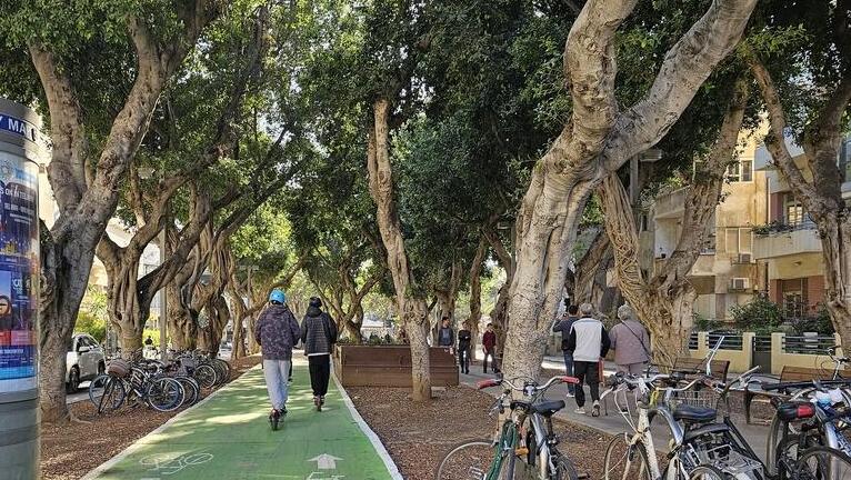 עצים בשדרות רוטשילד בתל אביב