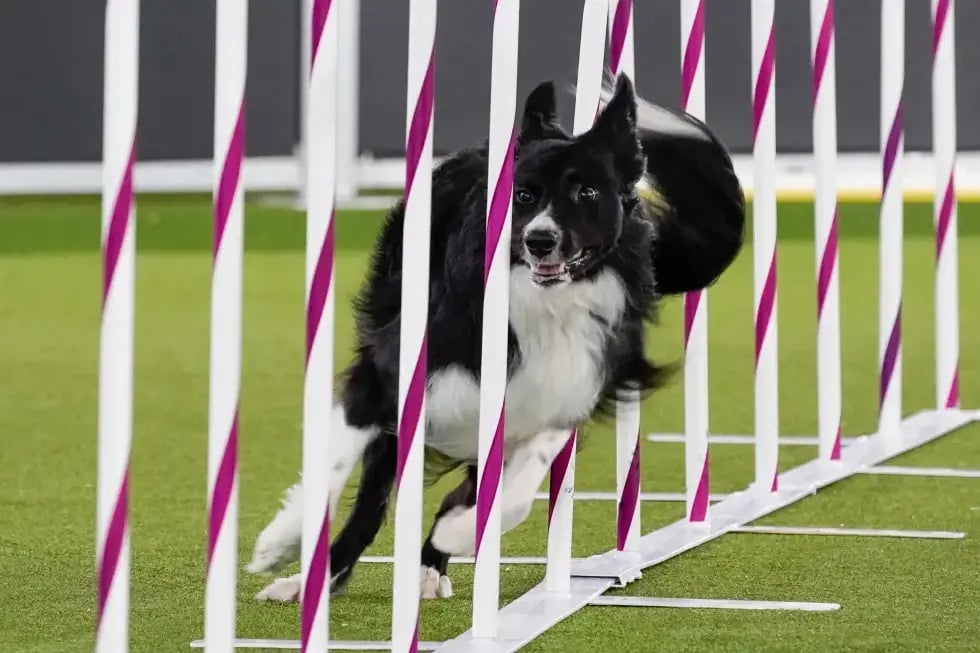 Verb, a border collie, competes during the finals of the agility competition at the Westminster Kennel Club dog show 