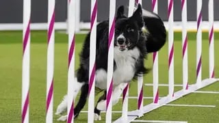 Verb, a border collie, competes during the finals of the agility competition at the Westminster Kennel Club dog show 