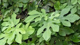 עלי שיח תאנה