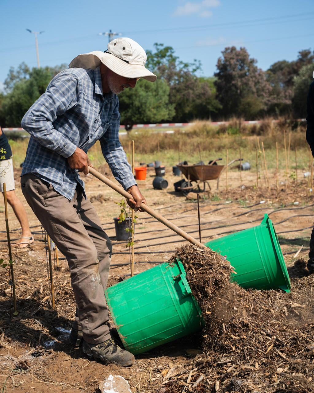 שתילה של העצים