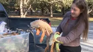 ג'סיקה קילגור אוחזת באיגואנות שנפלו מהעצים בגלל גל הקור הקיצוני שפוקד את פלורידה