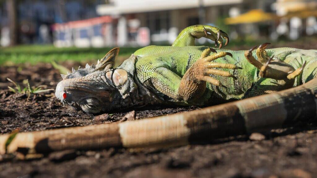 A frozen iguana that fell off amid extreme cold (Photo: Joe Raedle/Getty Images North America/AFP) איגואנה ירוקה שצנחה אל הקרקע, לאחר שלא שרדה את גל הקור הקיצוני שפוקד את ארצות הברית