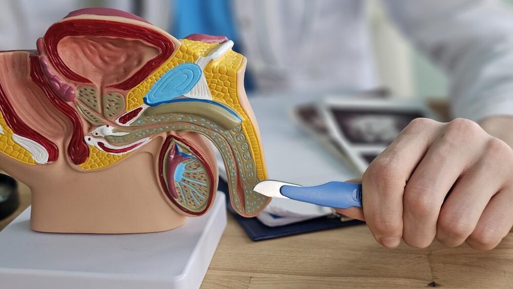 איבר מין, פין