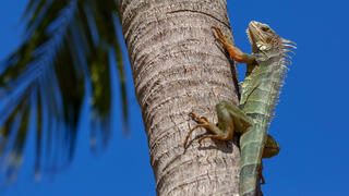  Зеленая игуана при теплой погоде 