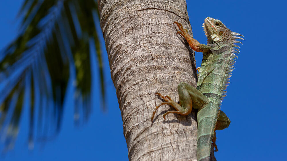  Зеленая игуана при теплой погоде 