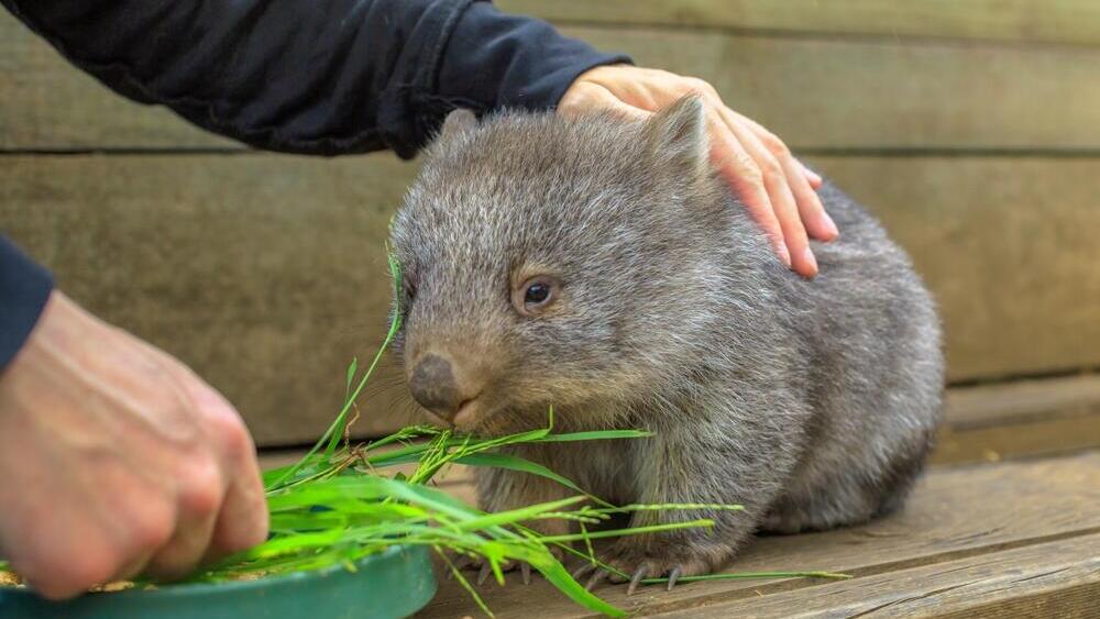 Вомбат - на этот раз настоящий 