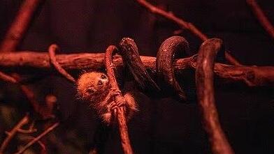 לוריס איטי ננס