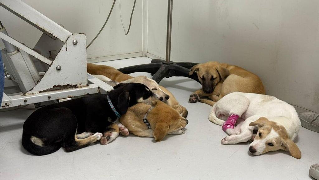 כמה מהכלבים שאומצו על ידי החיילים