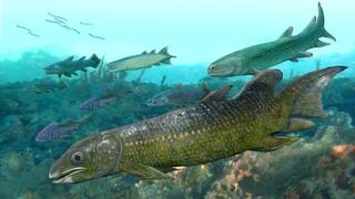 דג ריאות ממין Paleolophus yunnanensis, שמאובניו התגלו בדרום סין ותוארכו כבני 410 מיליון שנים