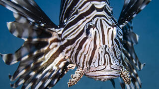 הפולש הקטלני שחדר לים התיכון