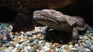 סלמנדרת ענק יפנית אורבת לטרף