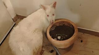 הוולבי בדירה בתל אביב