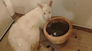 הוולבי בדירה בתל אביב