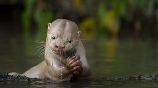 לוטרה לבקנית