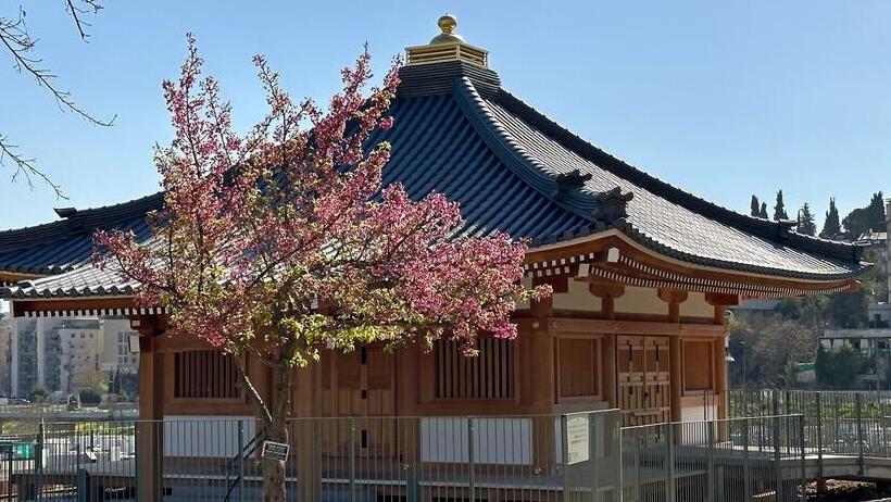 Цветение сакуры в Ботаническом саду в Иерусалиме 