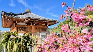 הפריחה המדהימה בגן הבוטוני בירושלים