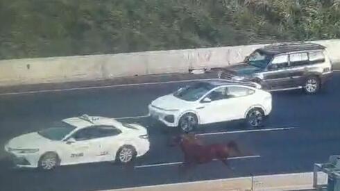 סוס דוהר בנתיבי איילון