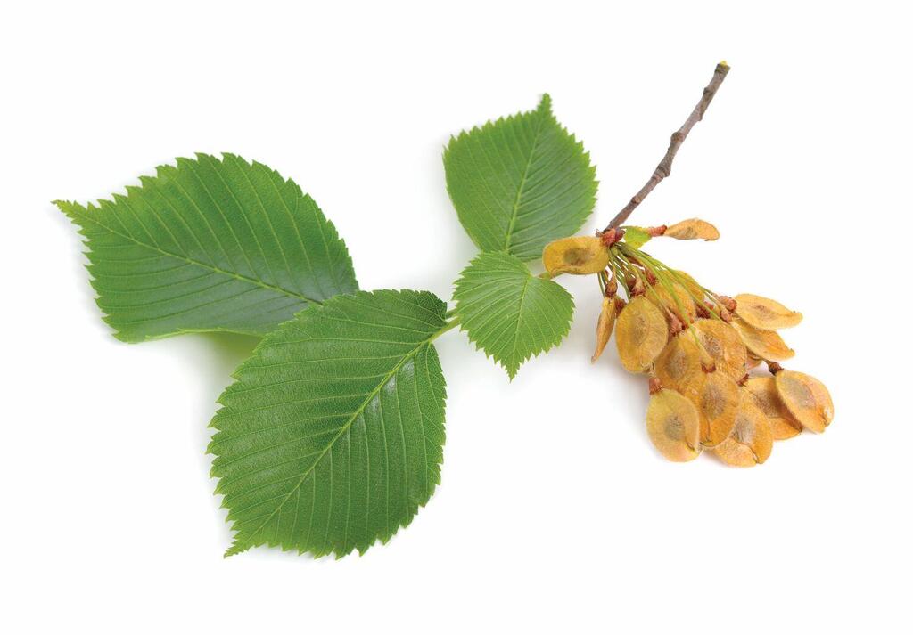 אולמוס חלקלק. מוכר ברפואת הילידים של צפון אמריקה