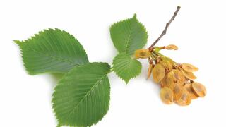 אולמוס חלקלק. מוכר ברפואת הילידים של צפון אמריקה