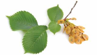 אולמוס חלקלק. מוכר ברפואת הילידים של צפון אמריקה