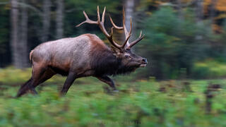 אייל קנדי מפנסילבניה