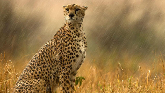 עצרו הכול: התמונות היפות ביותר בטבע במהירות נמוכה