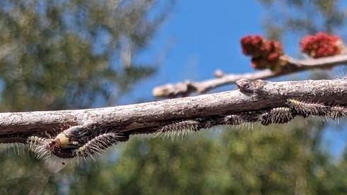 תהלוכן האלה 