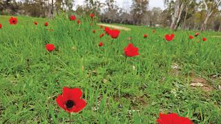 כלניות בעוטף. בזכות גשמי הברכה בדרום השנה יש מהן בשפע 