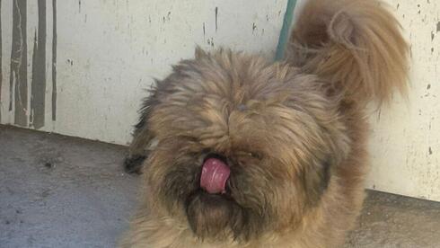 הכלב בלו. התגלה קשור לקיר עם רצועה קצרה