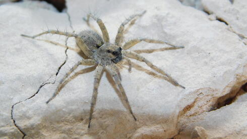 רצחול הסדקים