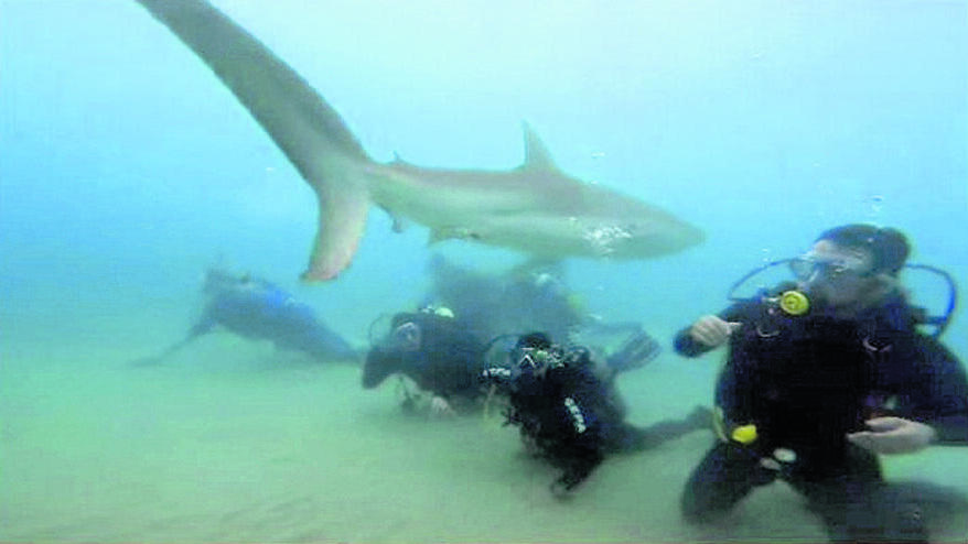 Diving with sharks in Israel (Photo: Eliran Ovadia) צוללים עם כרישים בישראל