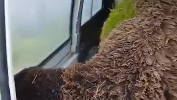 אחת הכבשים שהפכו ירוקות