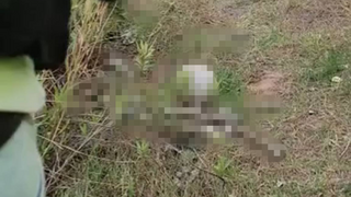 שרידי עצמות שנמצאו בפסגת זאב