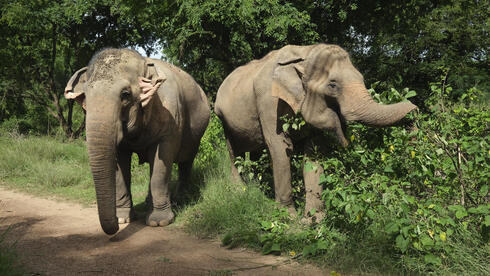 צמד פילים אסייתיים בתאילנד