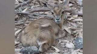 העופר לאחר שהושב למשפחתו