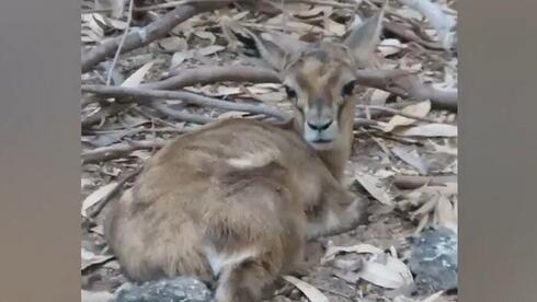 העופר לאחר שהושב למשפחתו